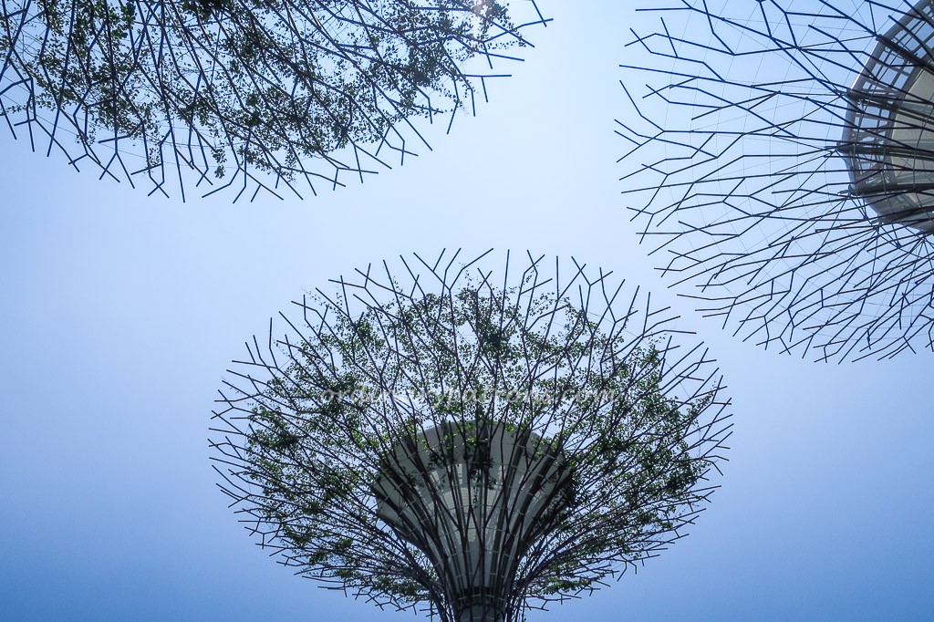 Supertrees Gardens by the Bay