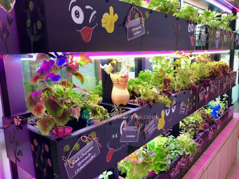 Green Ba Restaurant vegetable plot