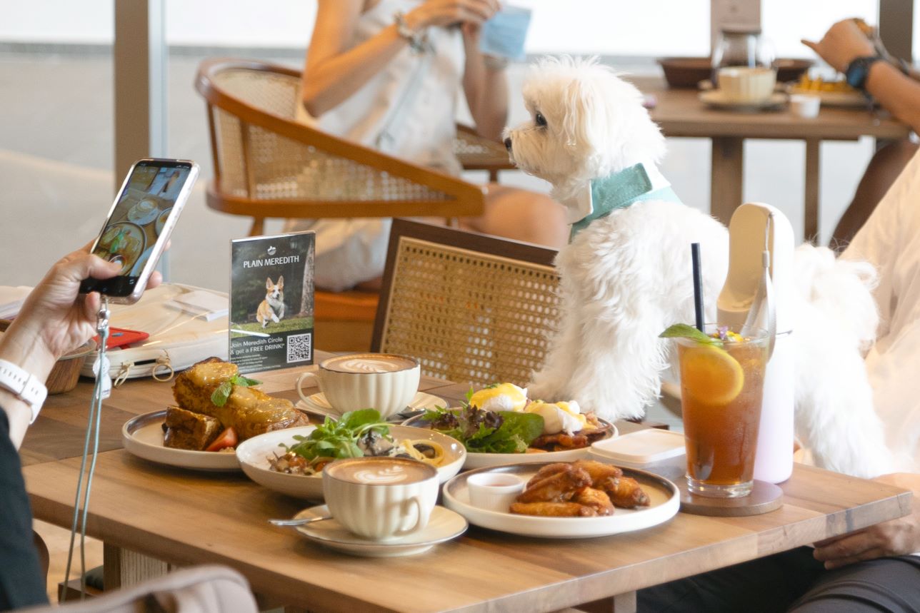 new pet-friendly café, Plain Meredith