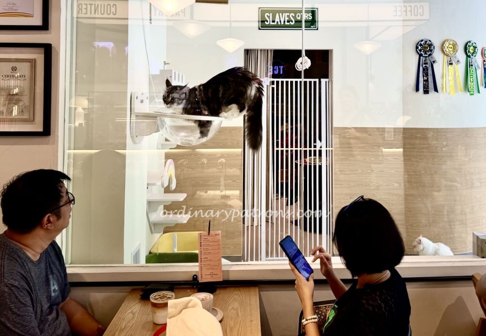 Coffee With Cats