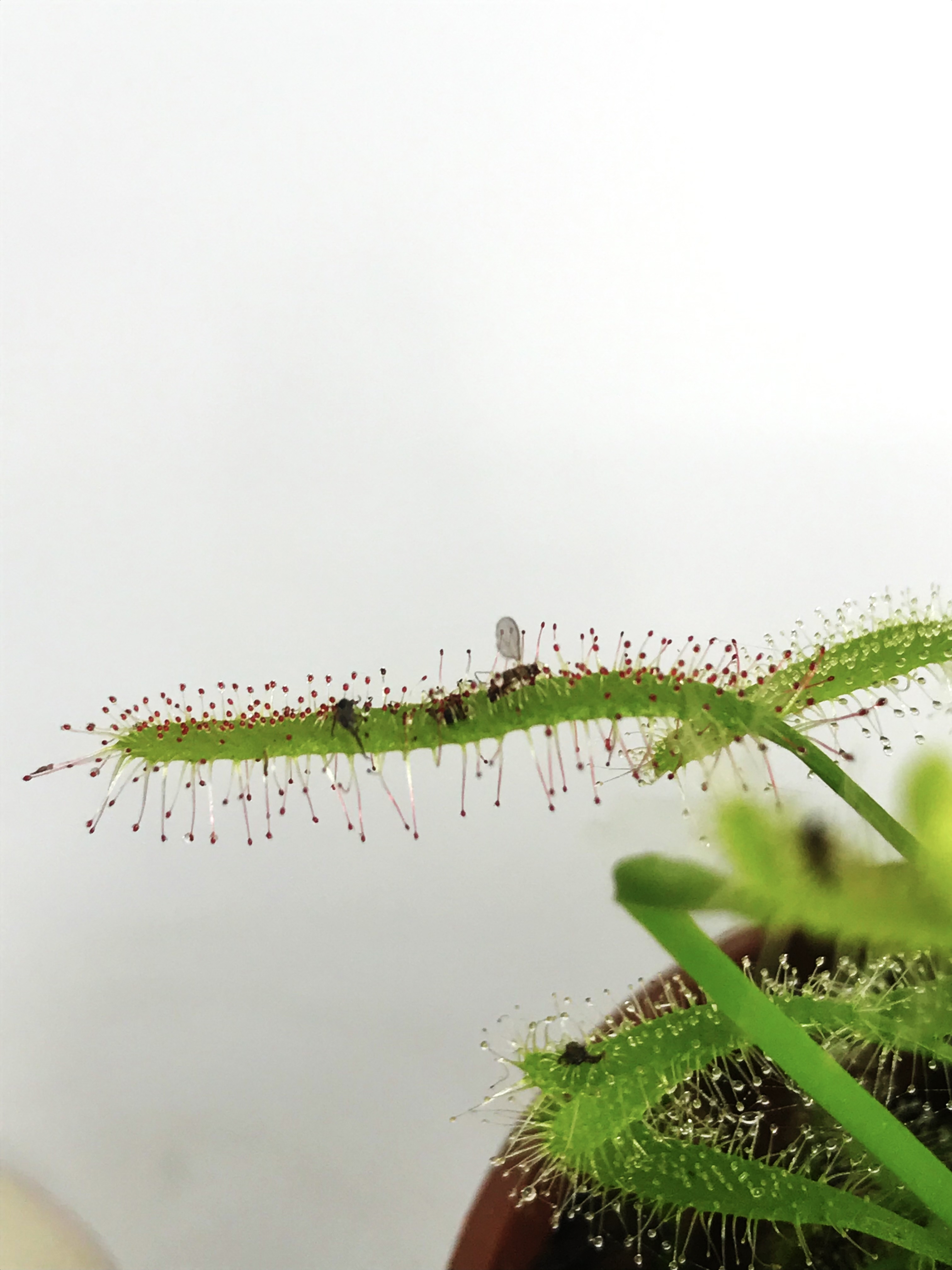 Moucherons De Terreau 7 Astuces Pour S En Debarrasser Osez Planter Ca Pousse