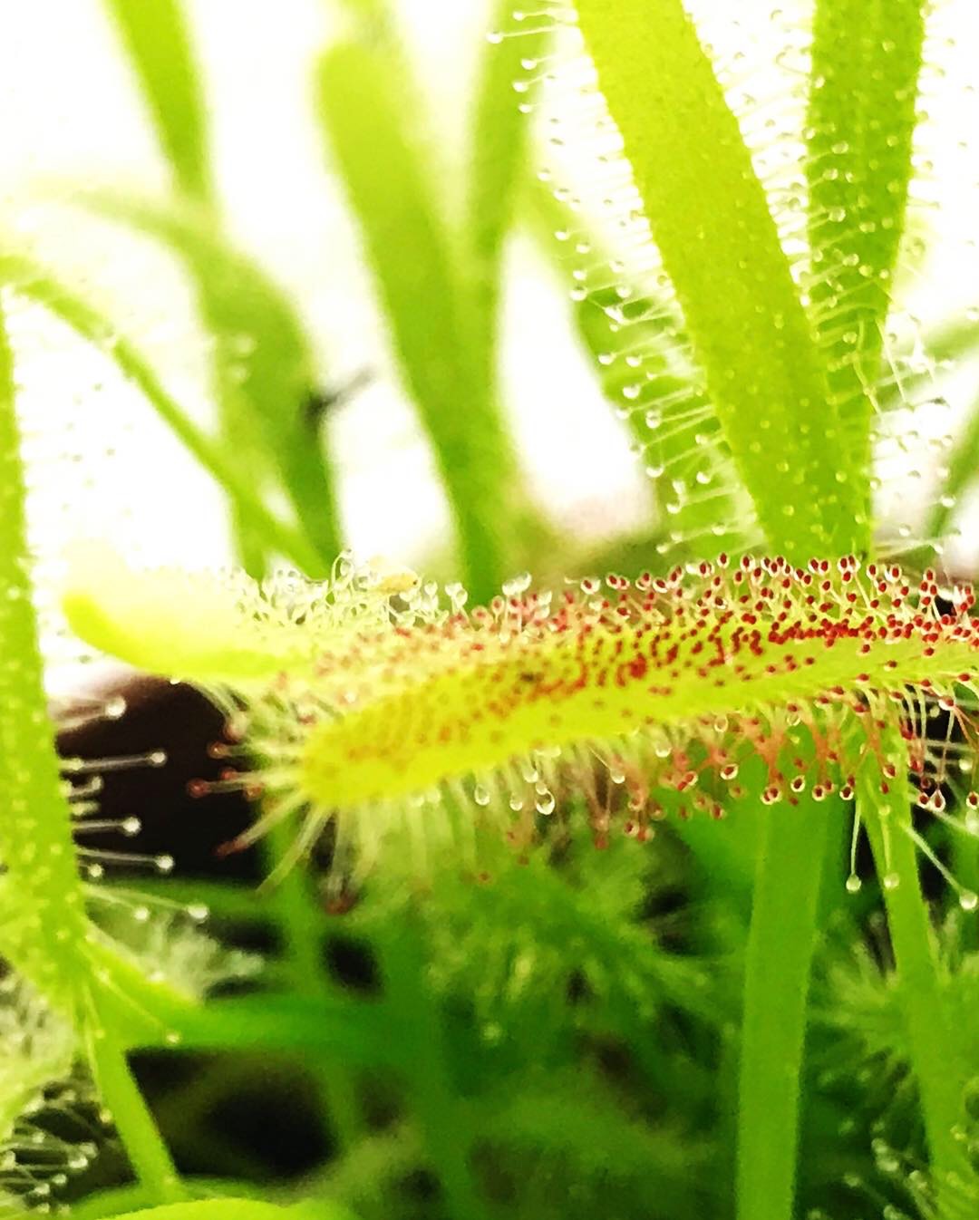 Moucherons De Terreau 7 Astuces Pour S En Debarrasser Osez Planter Ca Pousse