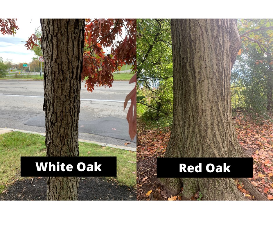 Tree Tuesday The Oaks Outside Chronicles