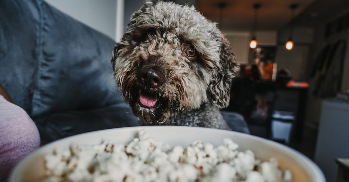 Can Dogs Eat Popcorn Hold The Butter Furtropolis