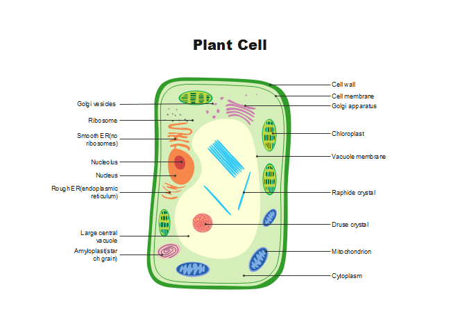 How To Draw A Plant Cell Drawing Of A Plant Cell Simple Plant Cell