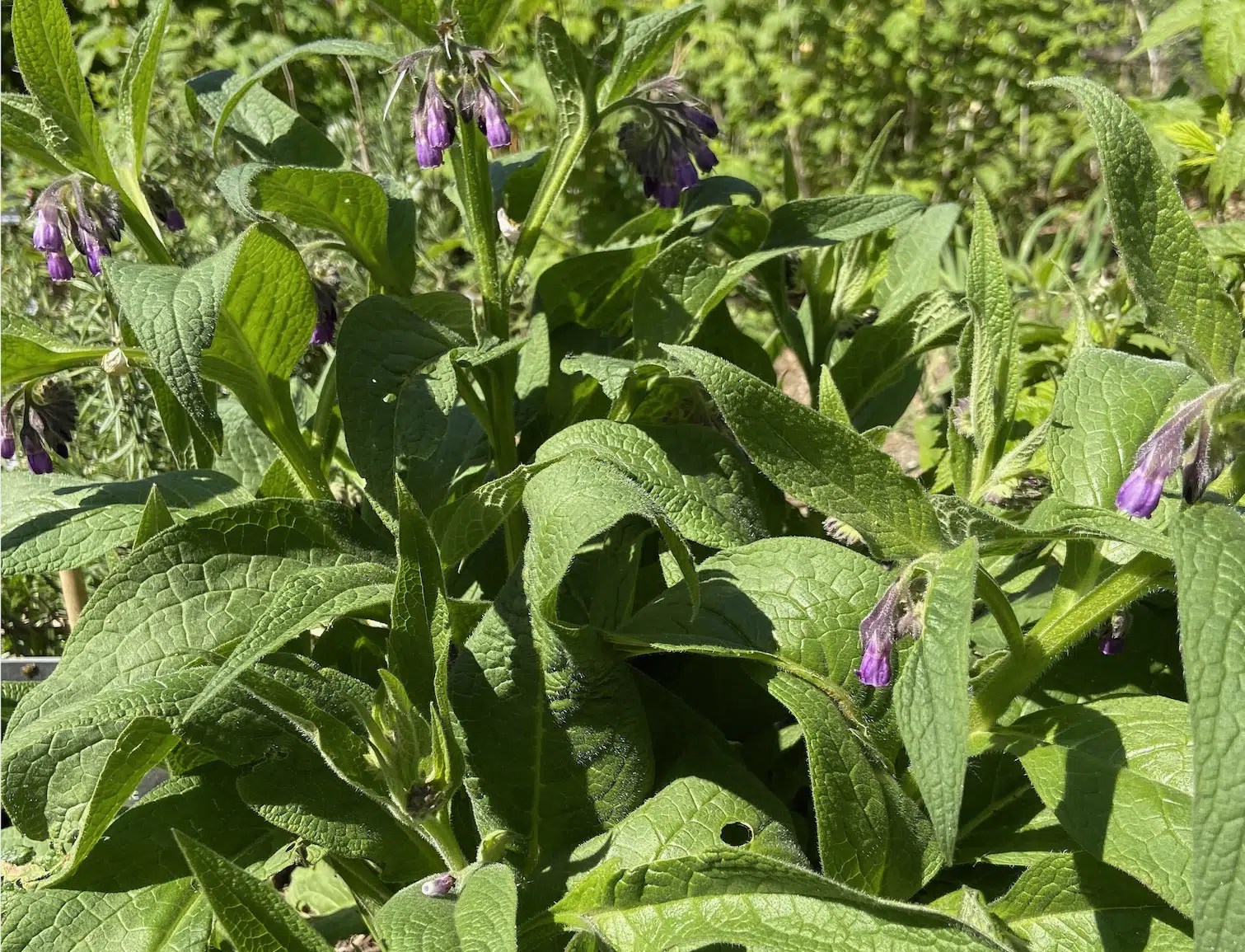 Extrait Fermente De Consoude Pas A Pas Permaculture