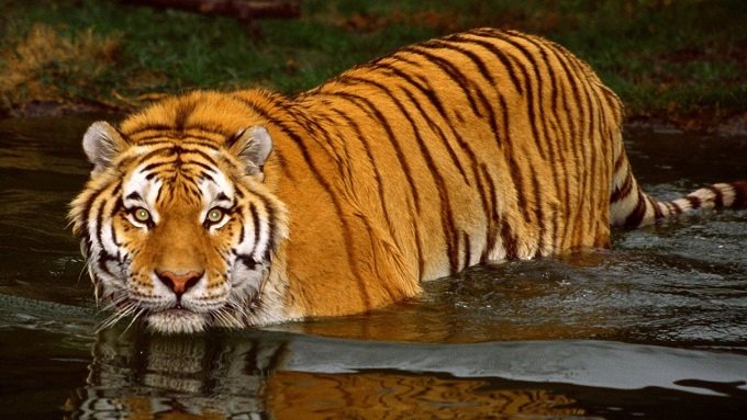 Wild Bengal Tigers