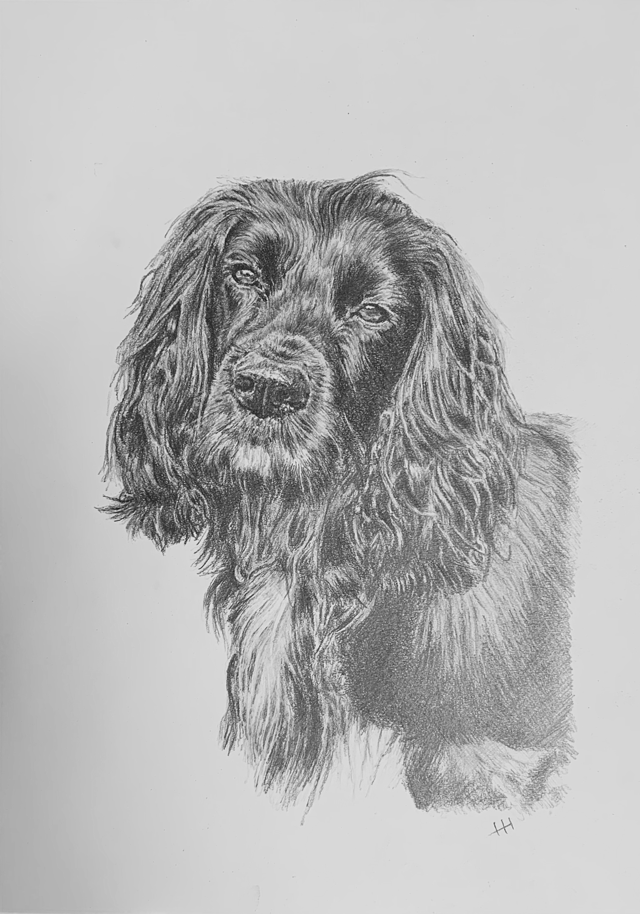 Pencil drawing of a dog called Pickle