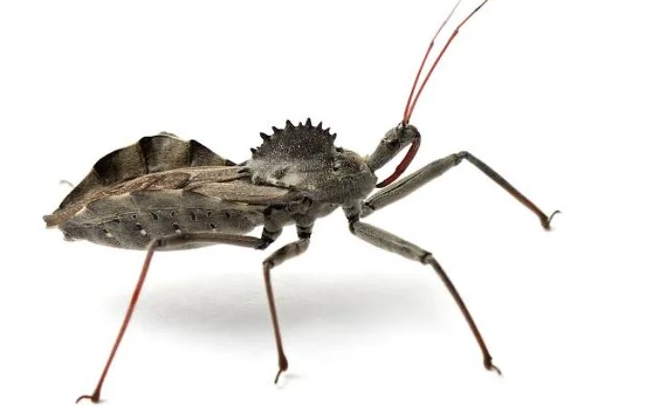 How To Get Rid Of Wheel Bugs Diy Wheel Bug Control Pestclue