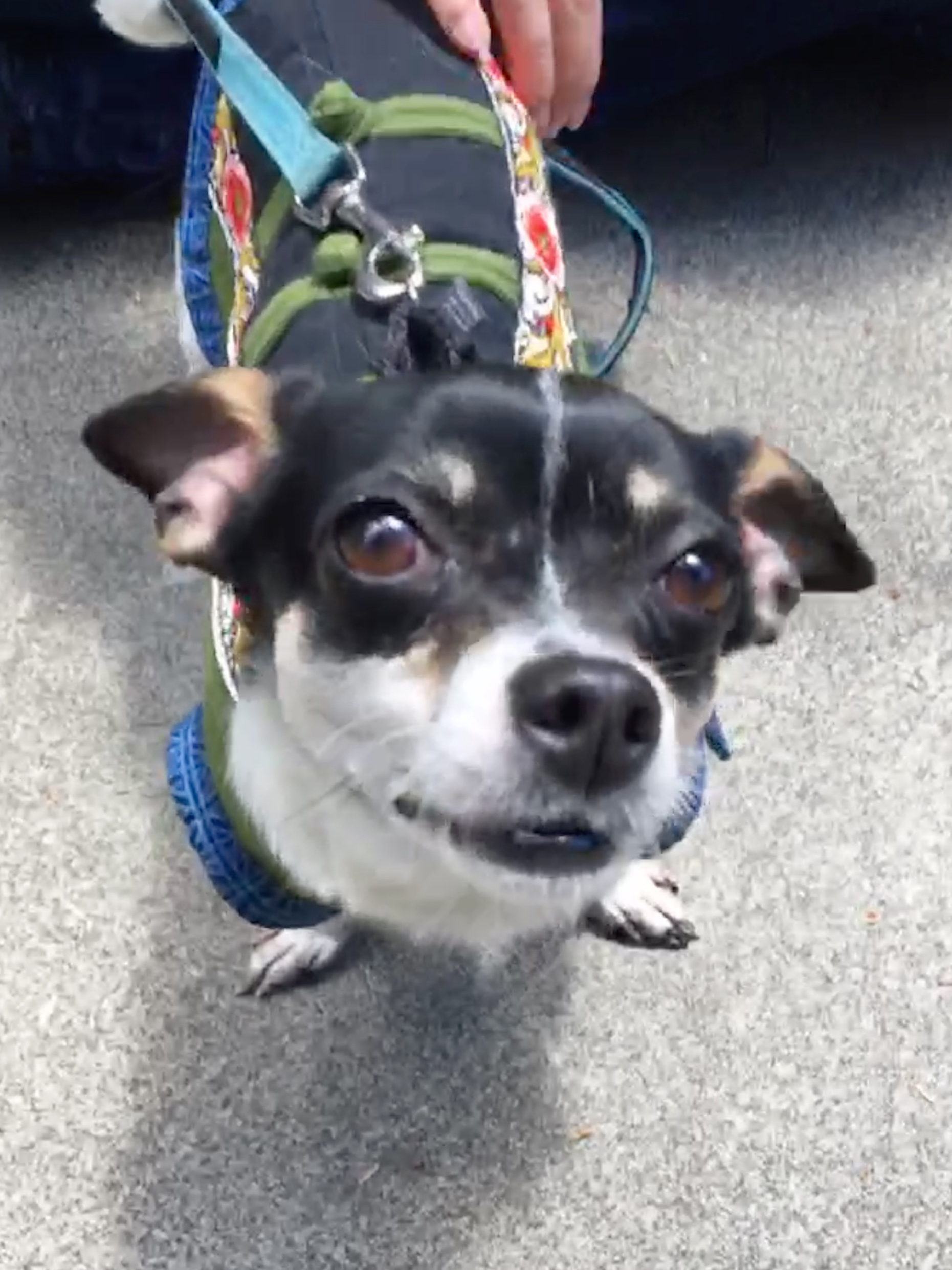 Motley Zoo Animal Rescue Orvis Dog Enrichment Grant Report Petfinder Foundation