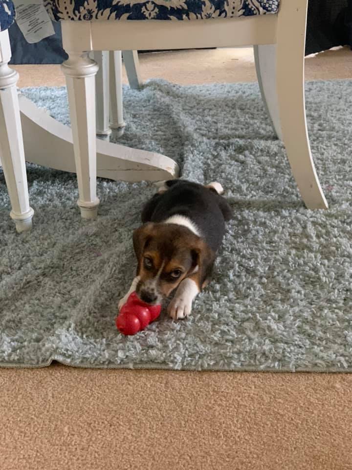 Humane Society Of Camden County Kong Toys Grant Report Petfinder Foundation