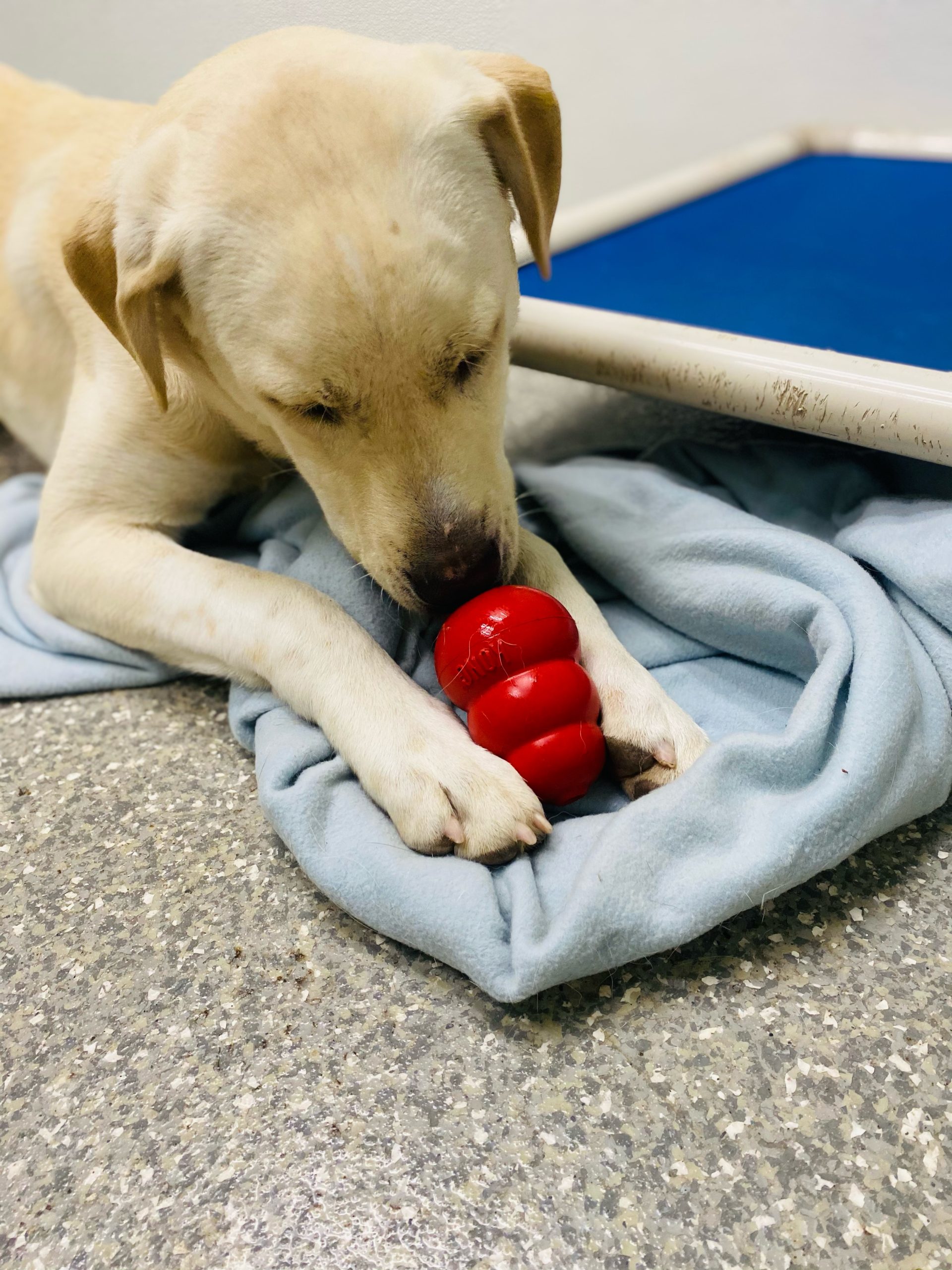 Almost Home Foundation Kong Toys Grant Report Petfinder Foundation