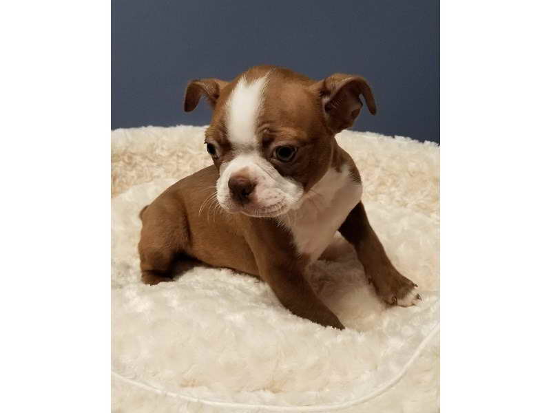 Boston Terrier Puppies For Sale San Antonio Petsidi