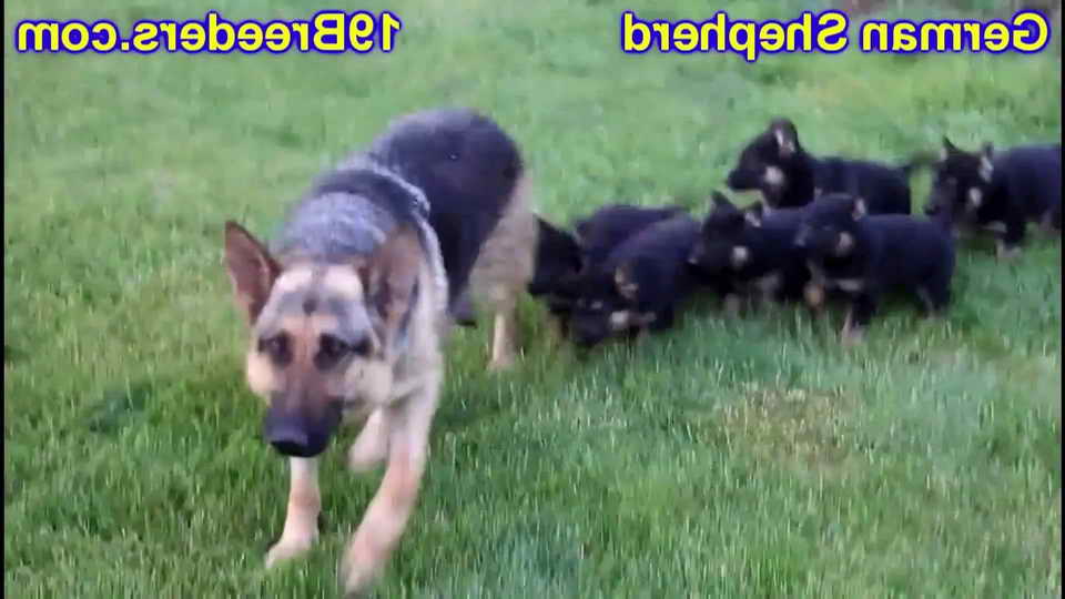 Craigslist Houston Pets German Shepherd Petsidi