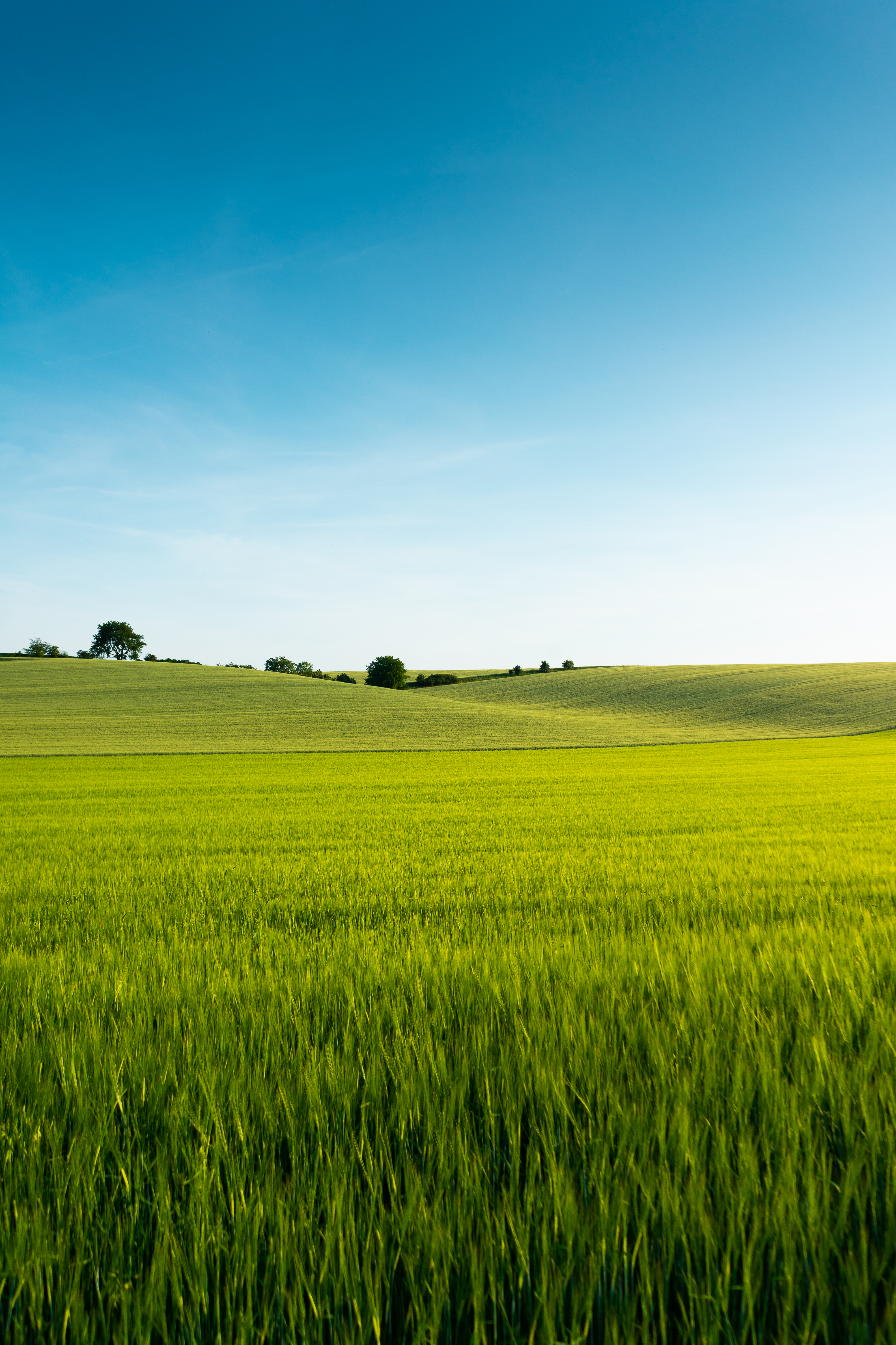 Beautiful Green Wheat Field Free Photo