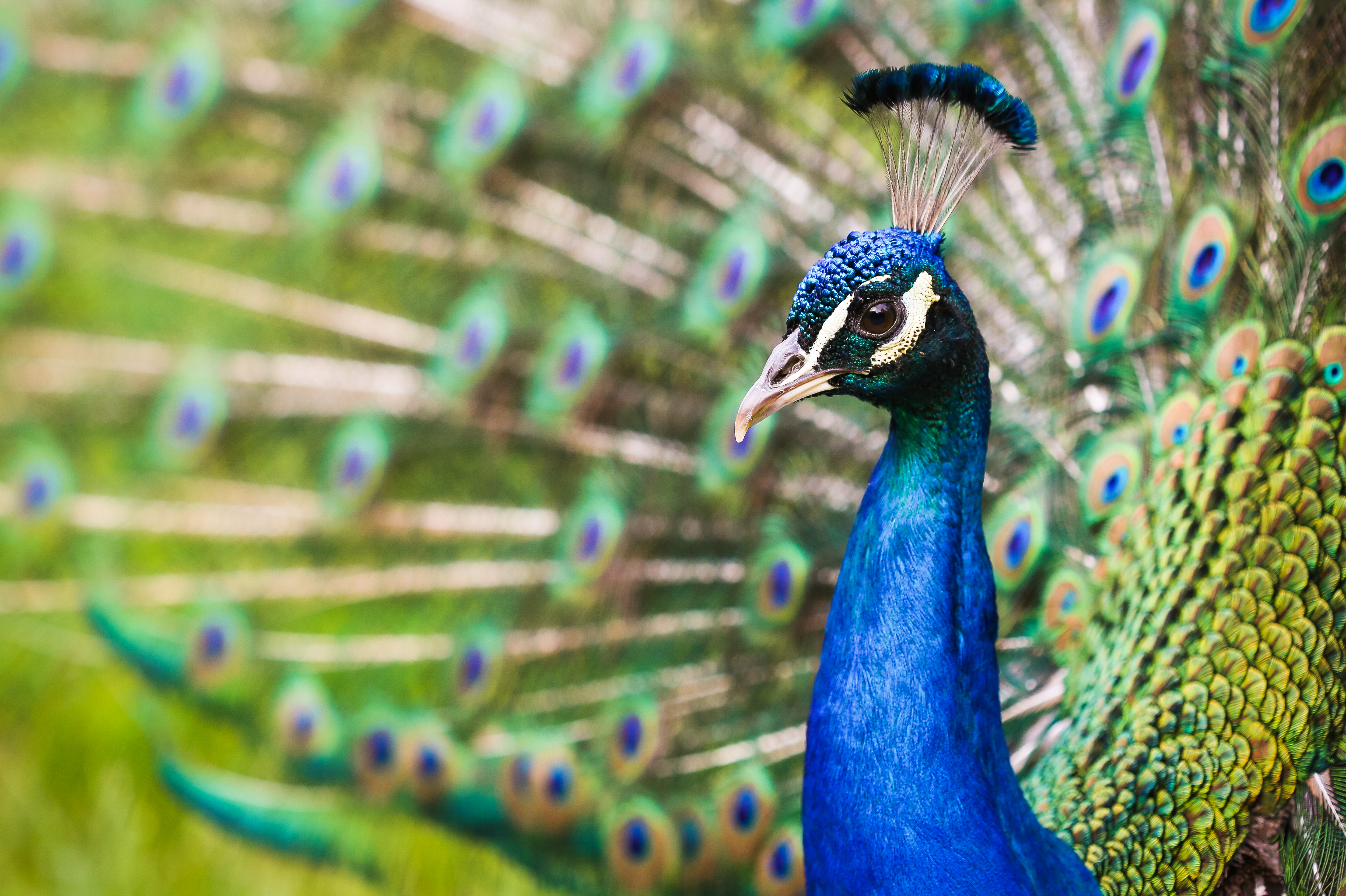 Beautiful Peacock Portrait Free Photo