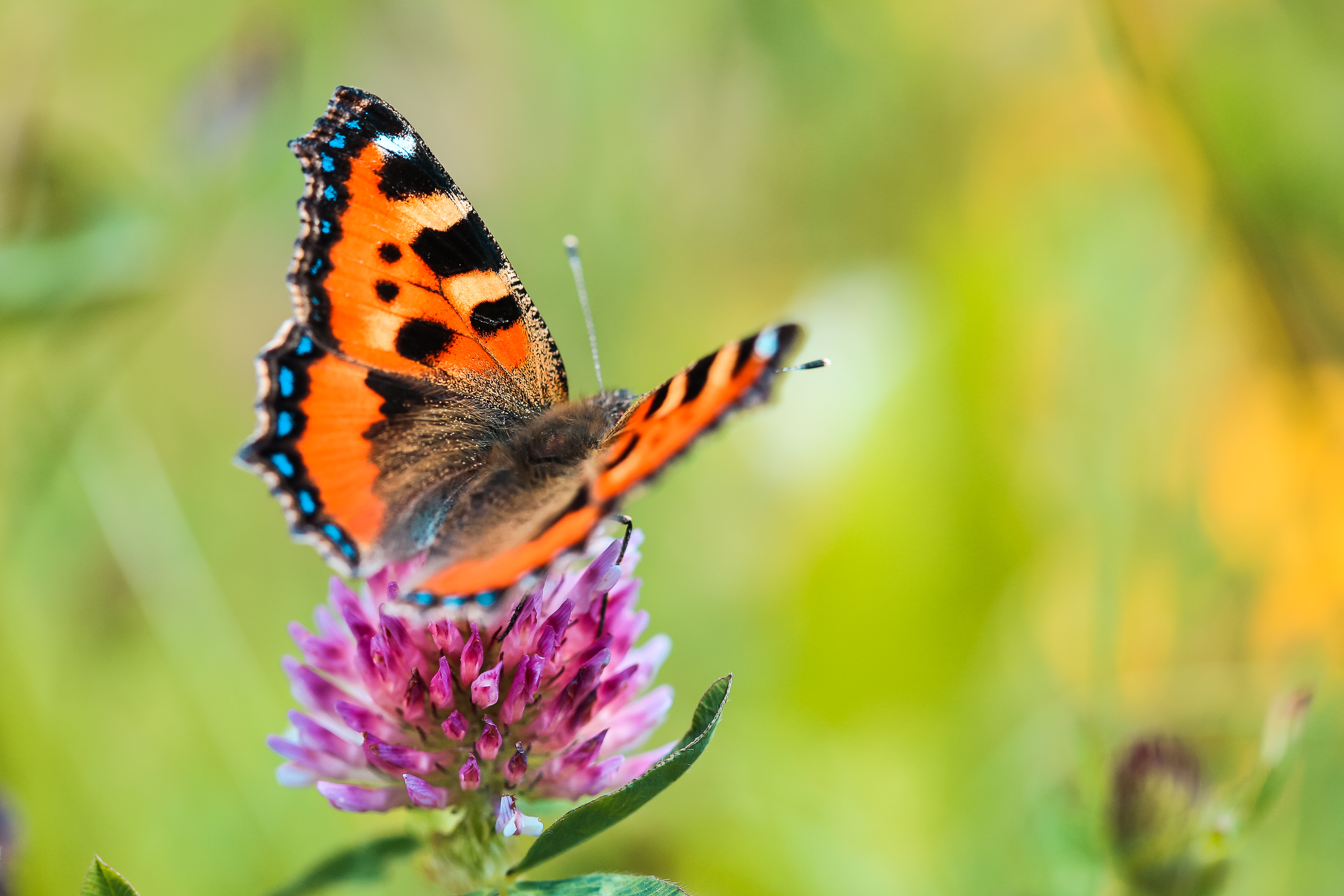 Butterfly Close Up Free Photo