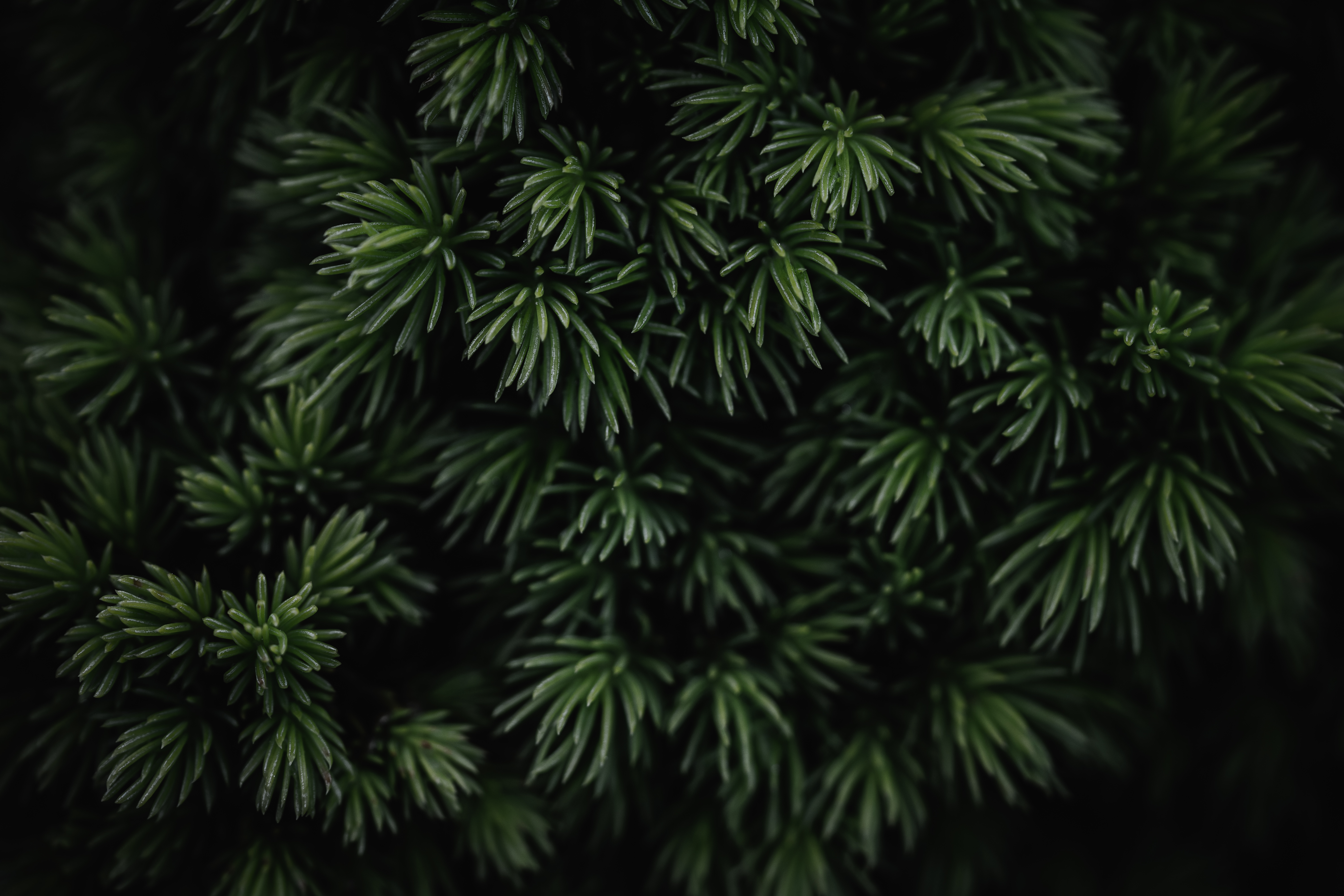 Coniferous Tree Background Free Photo