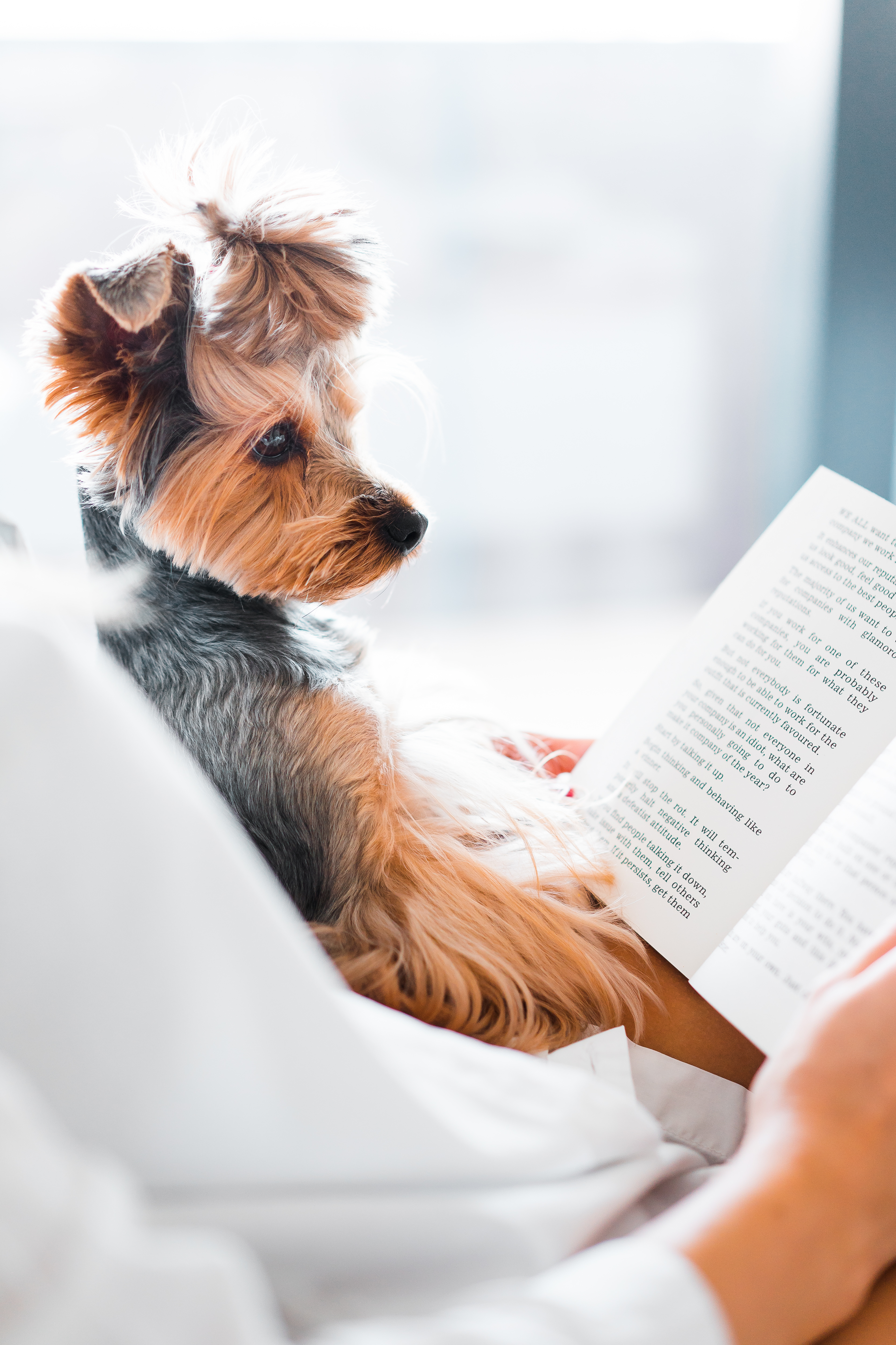 Cute Dog Reading a Book Free Photo