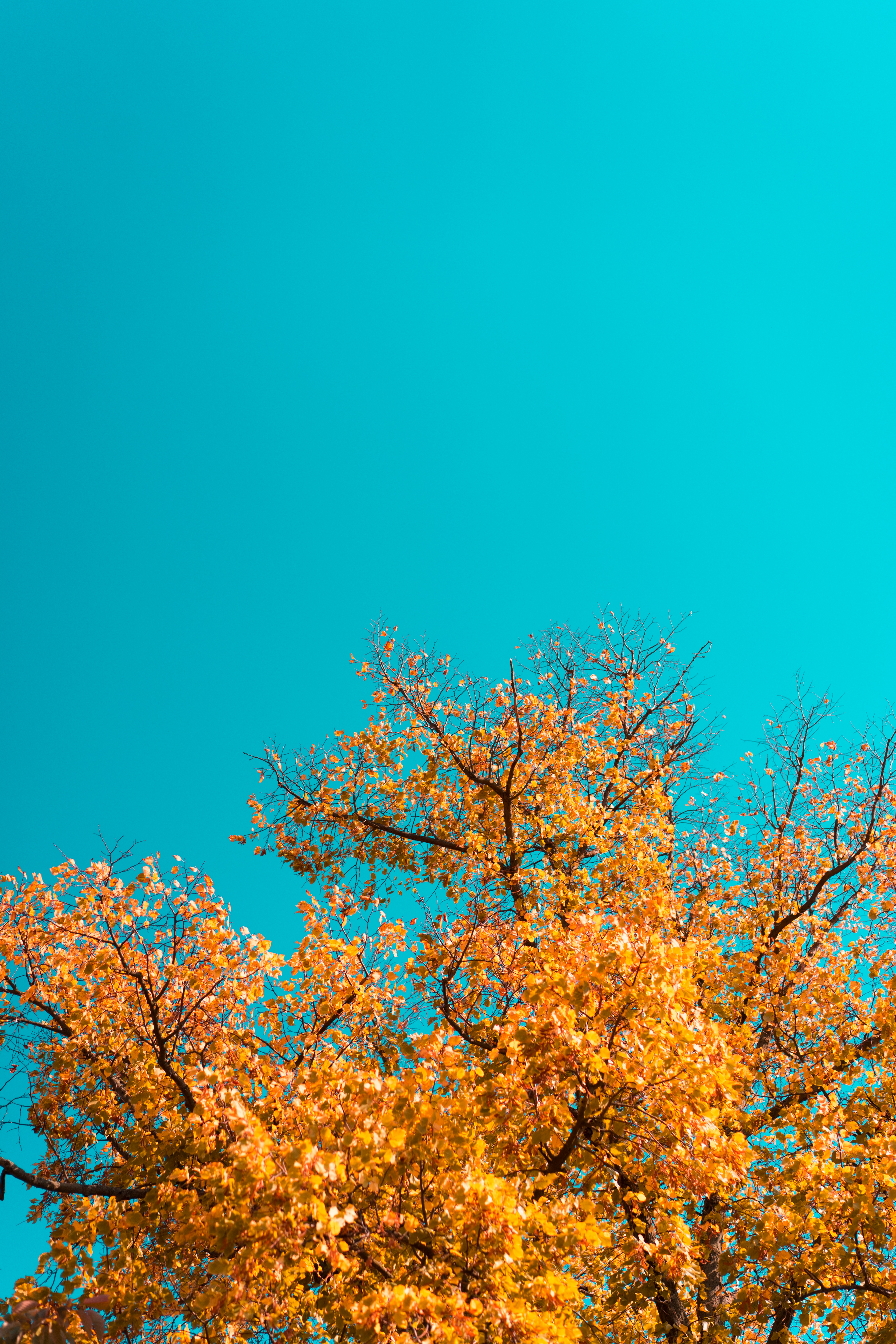 Fall Leaves Against Bright Sky Free Photo