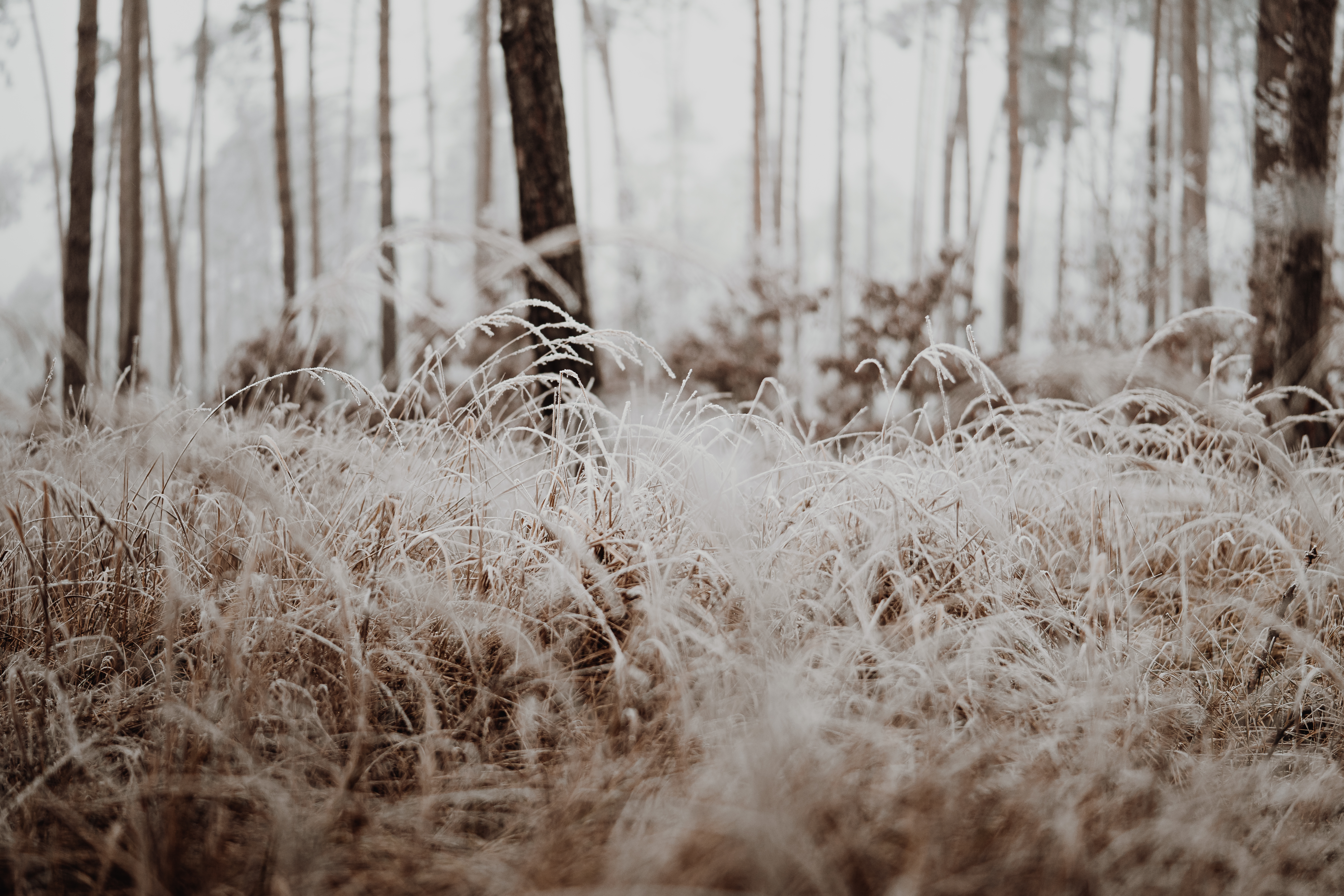 Grass Covered with a Hoarfrost in a Wild Forest Free Photo