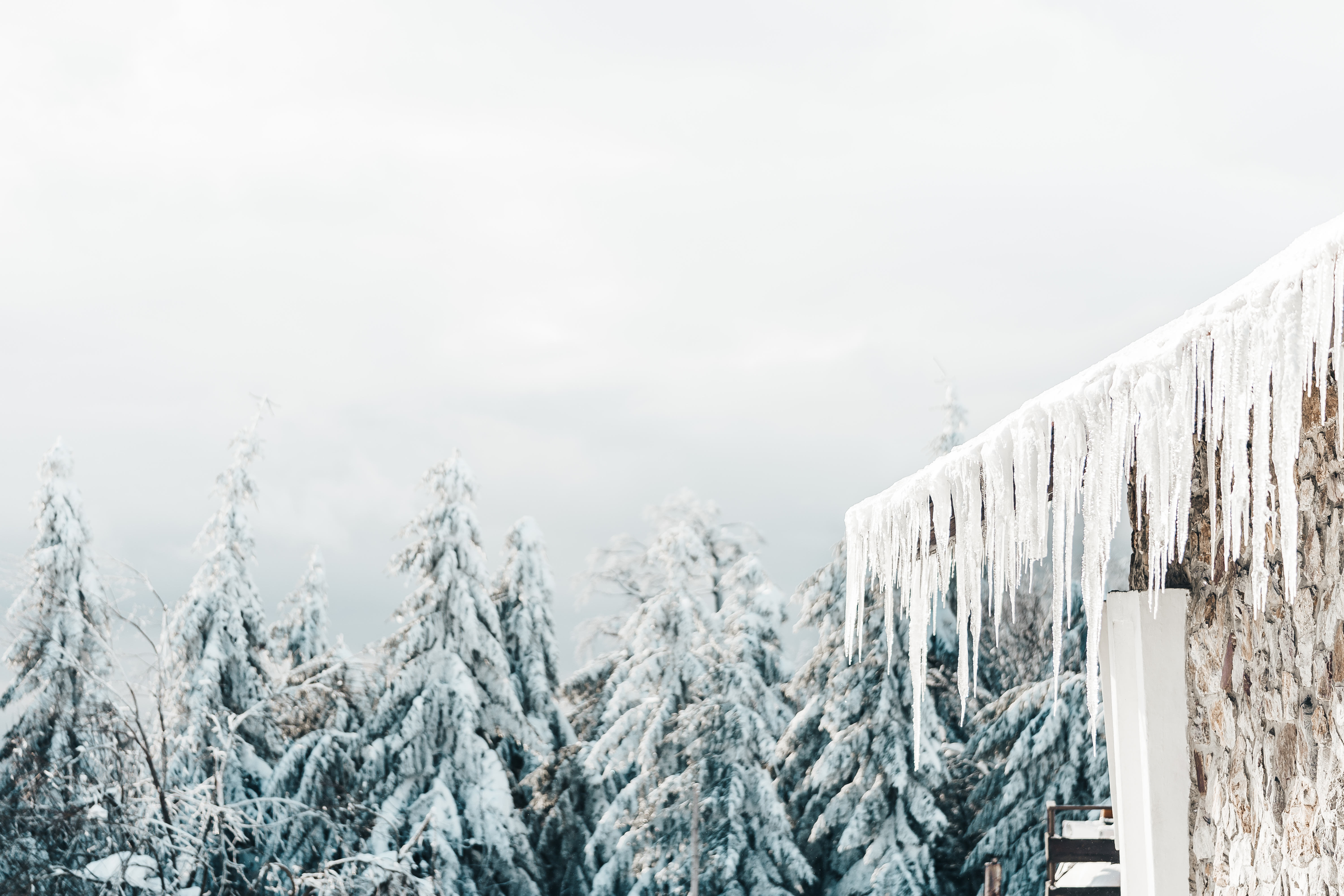 Icicles and White Snowy Forest Free Photo