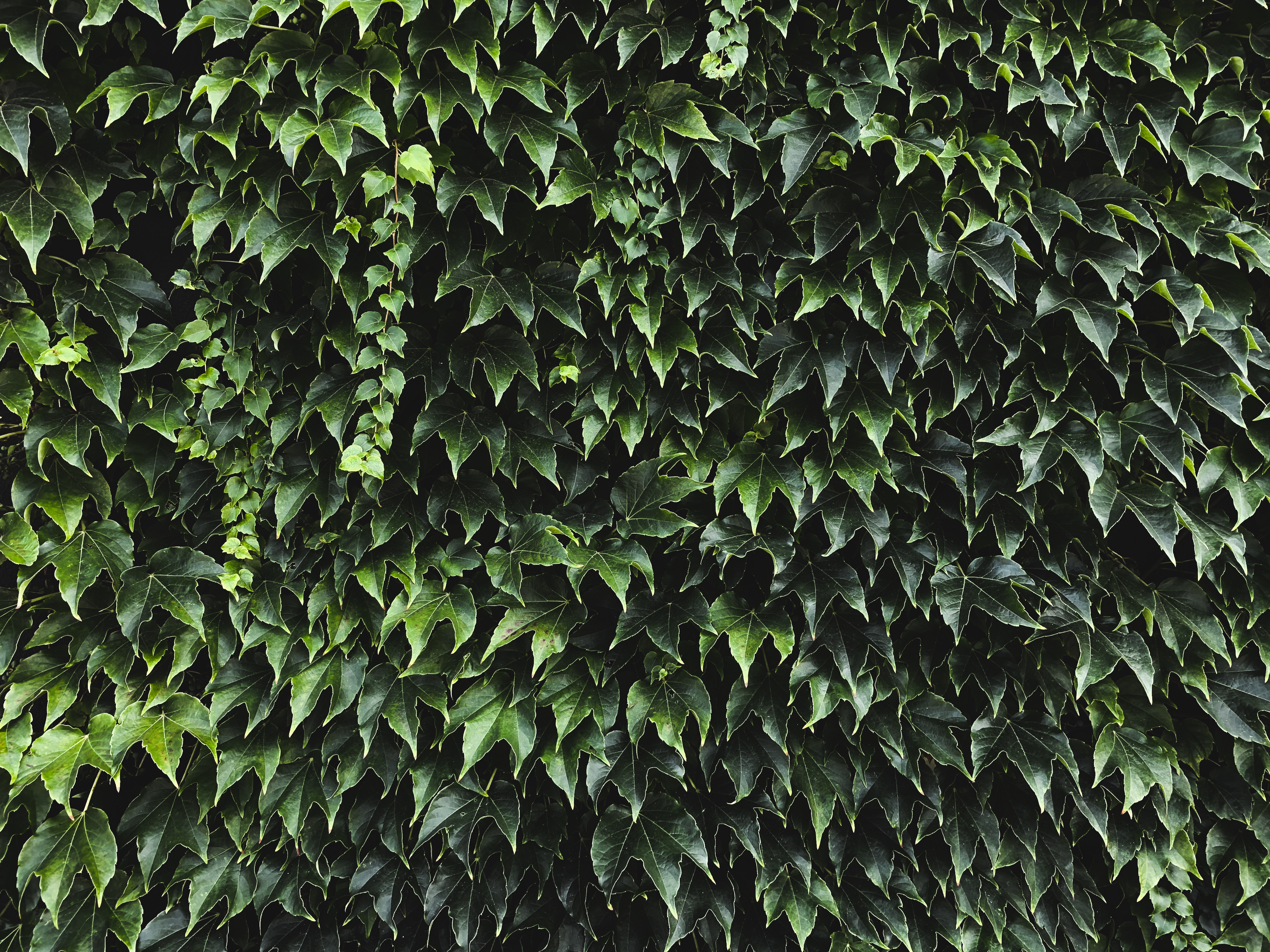 Ivy Texture Free Photo