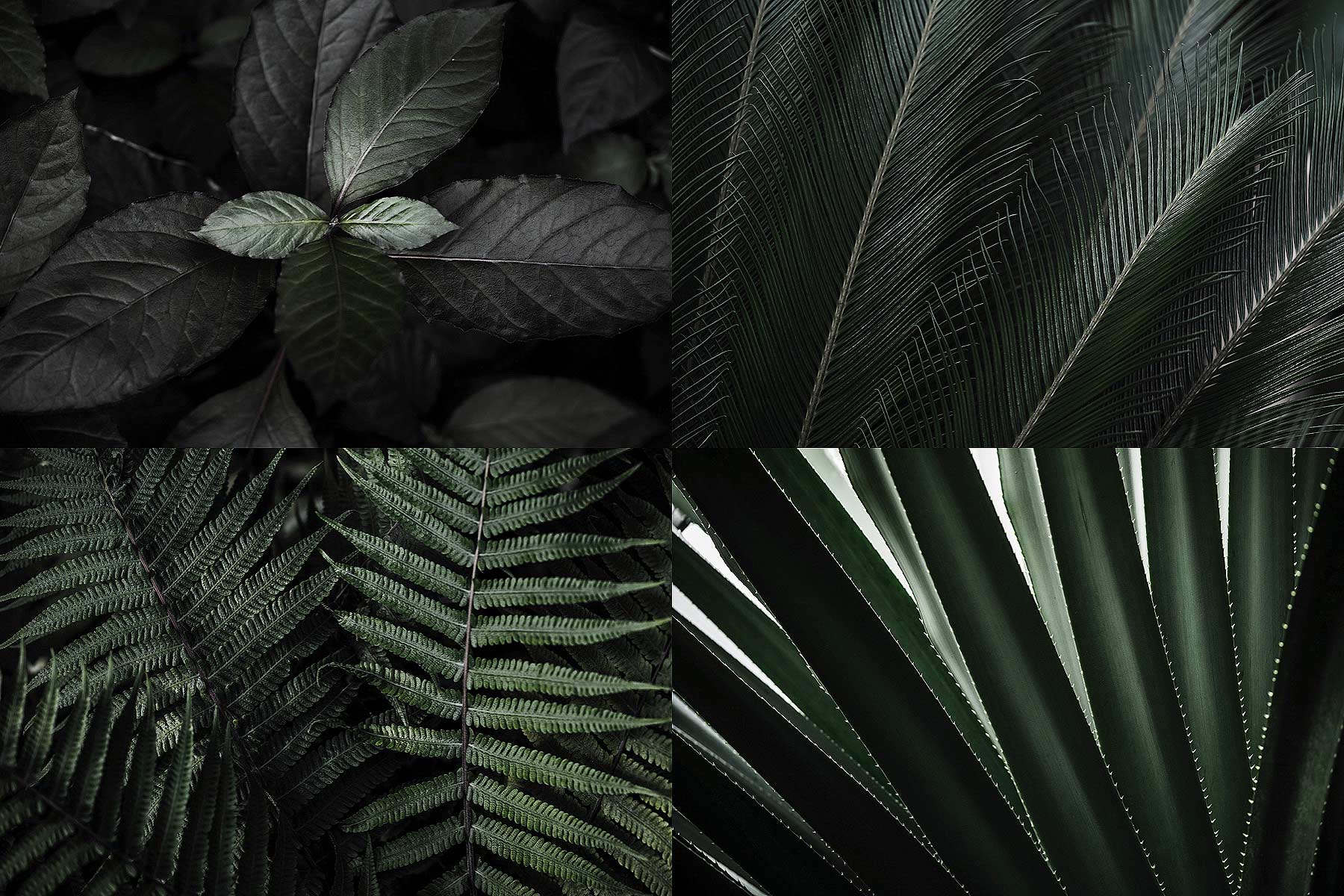 Download hi-res stock photos from our Dark Leaves PREMIUM Collection!