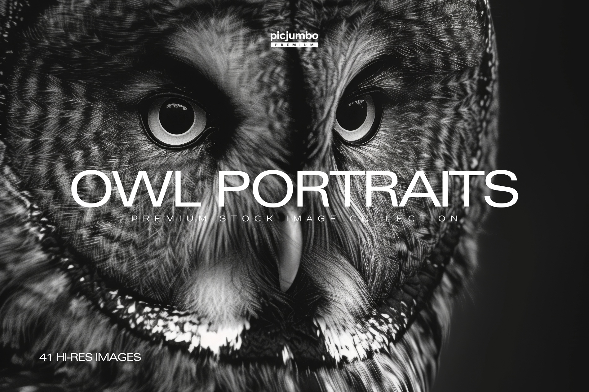 Owl Portraits Photo Collection