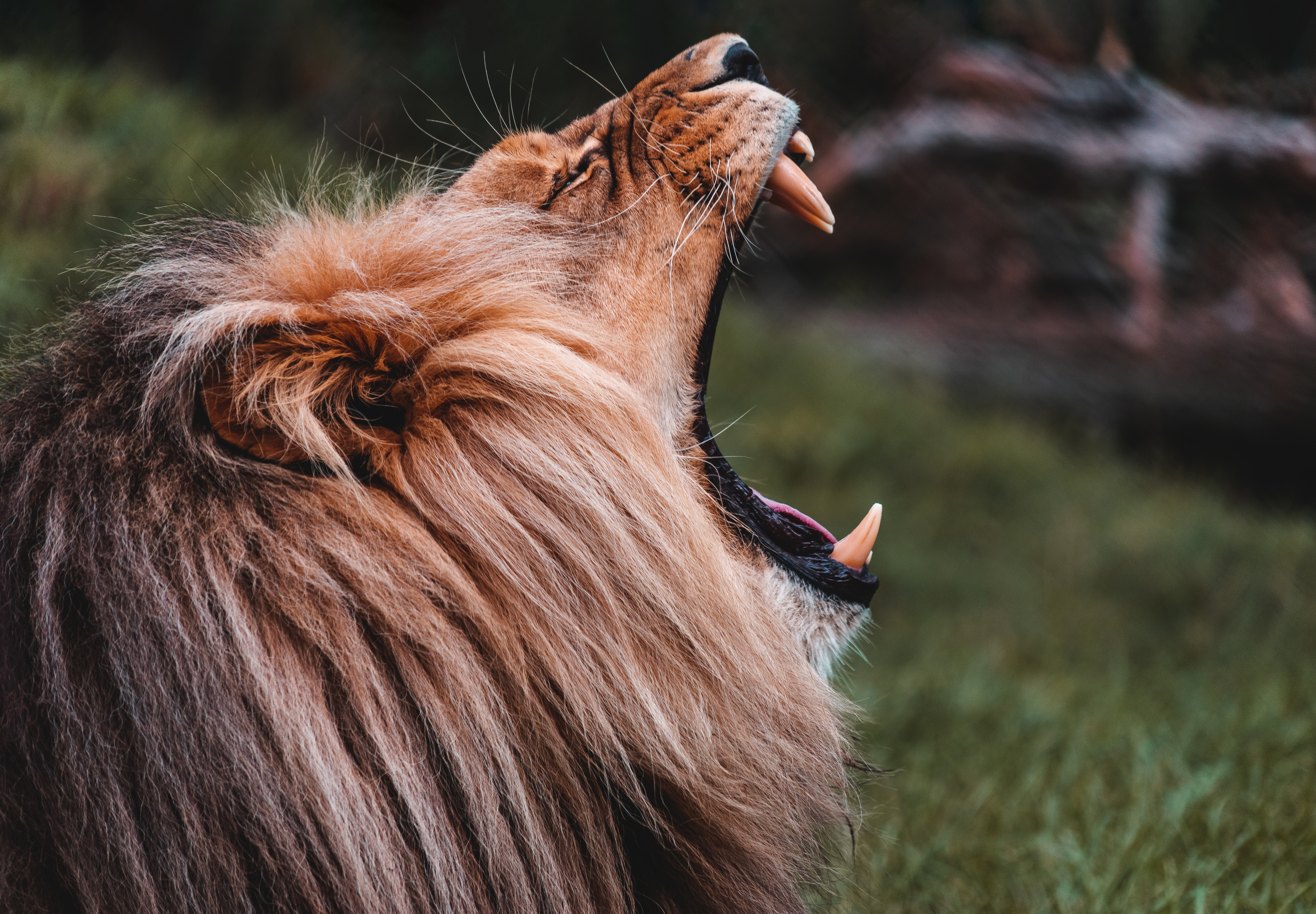 Roaring Lion Free Photo