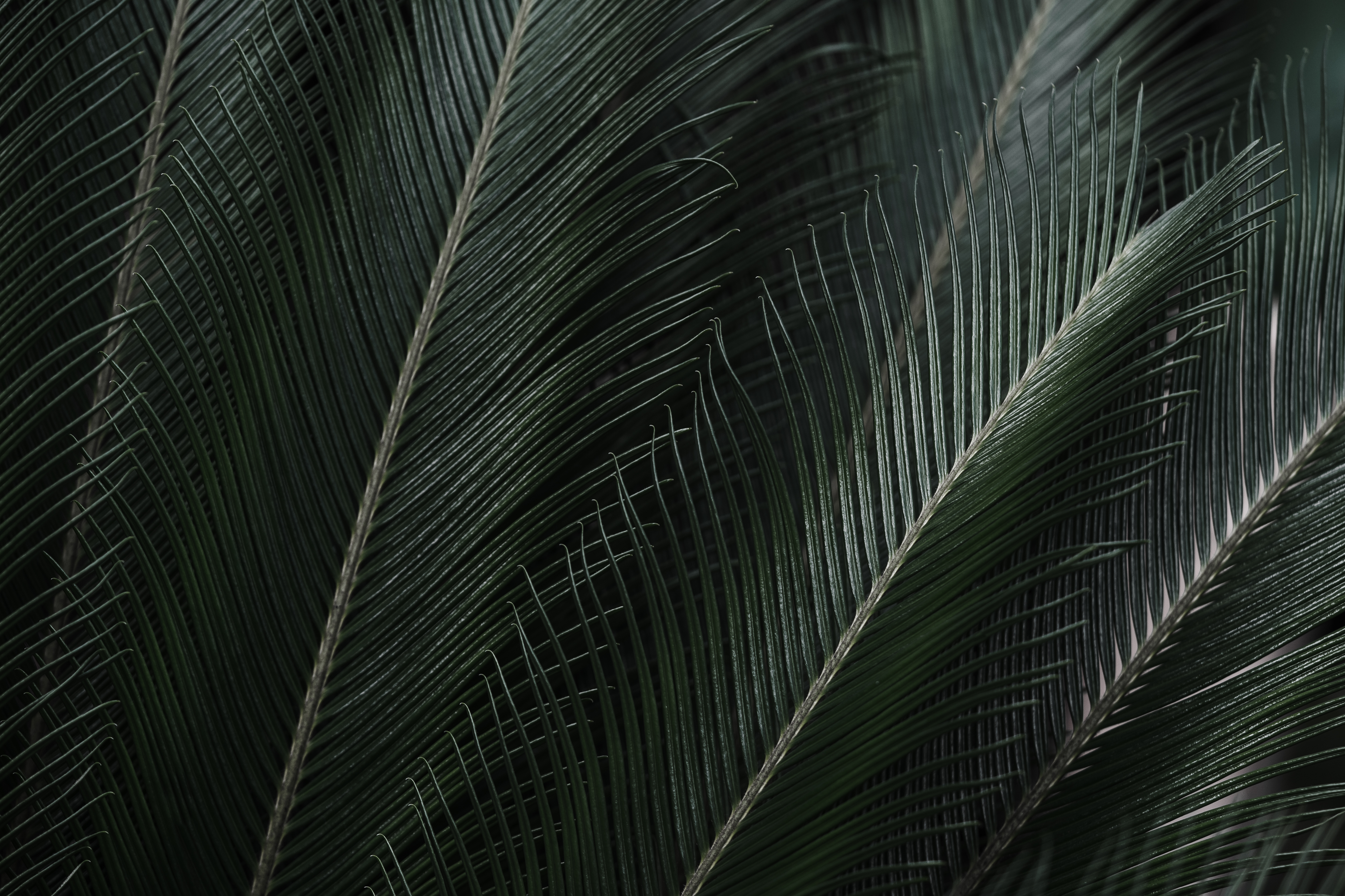 Tropical Leaves Free Background Free Photo