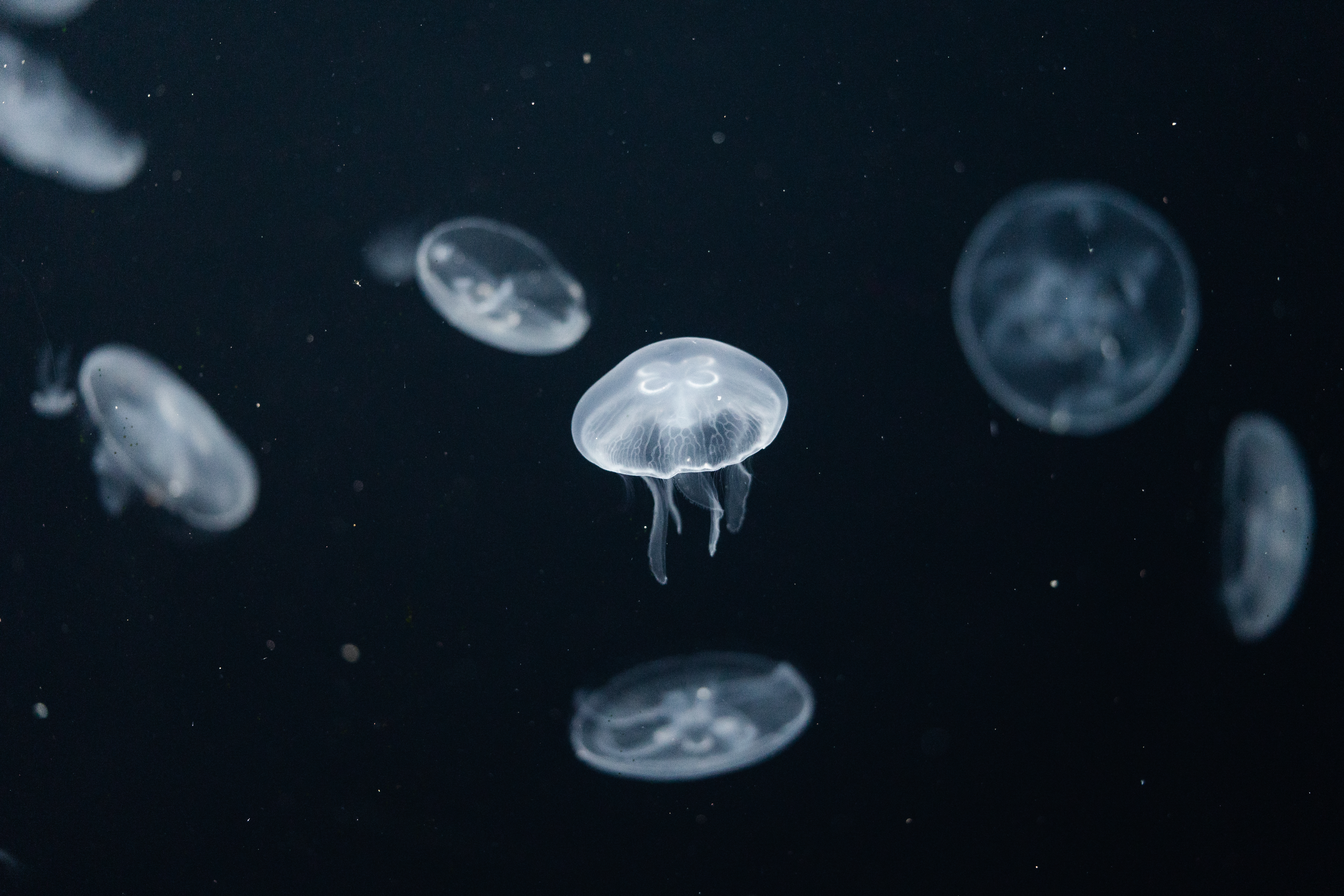 White Jellyfish Aurelia Aurita in Dark Ocean Free Photo