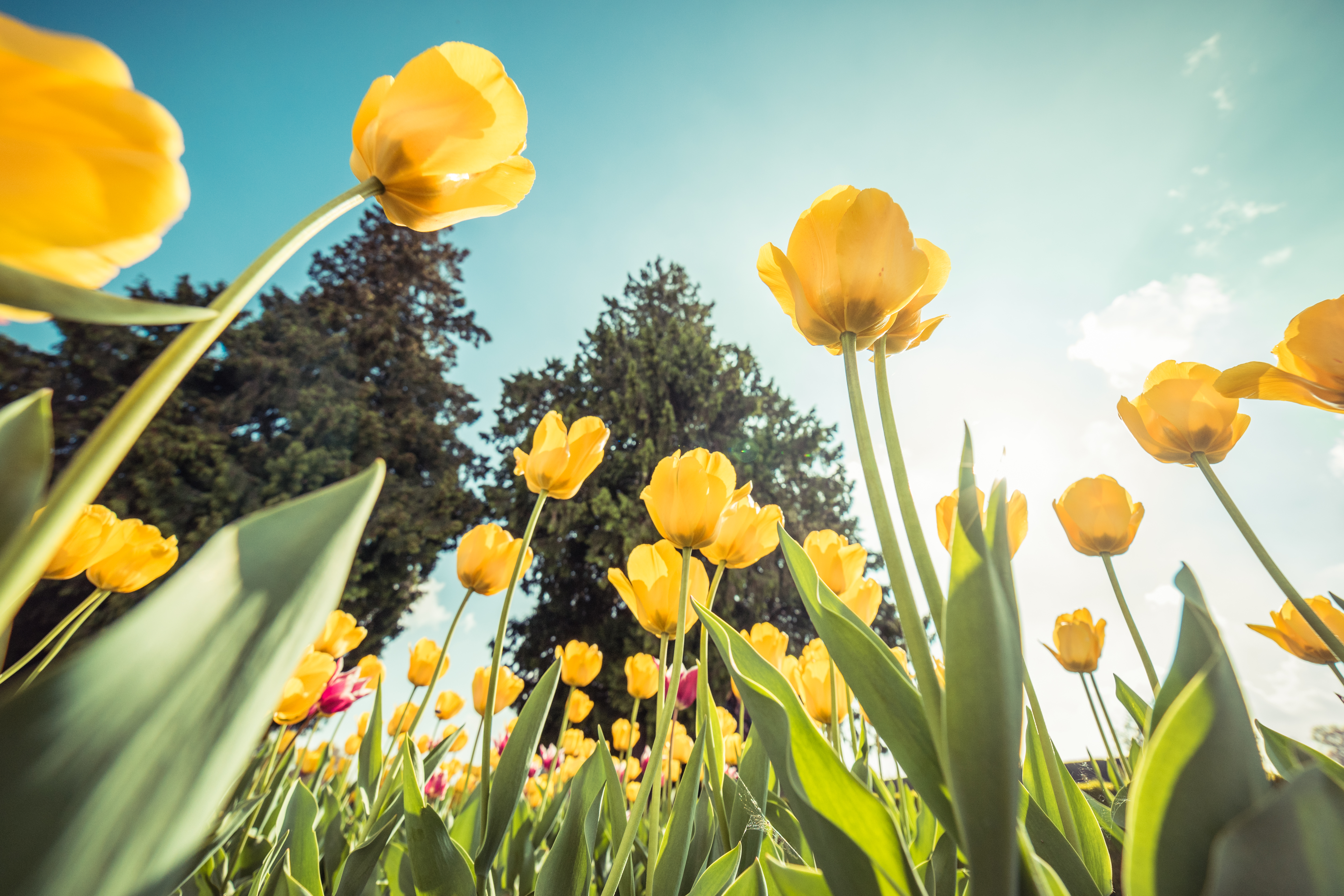 Yellow Tulips From Below Against Bright Sky Free Photo