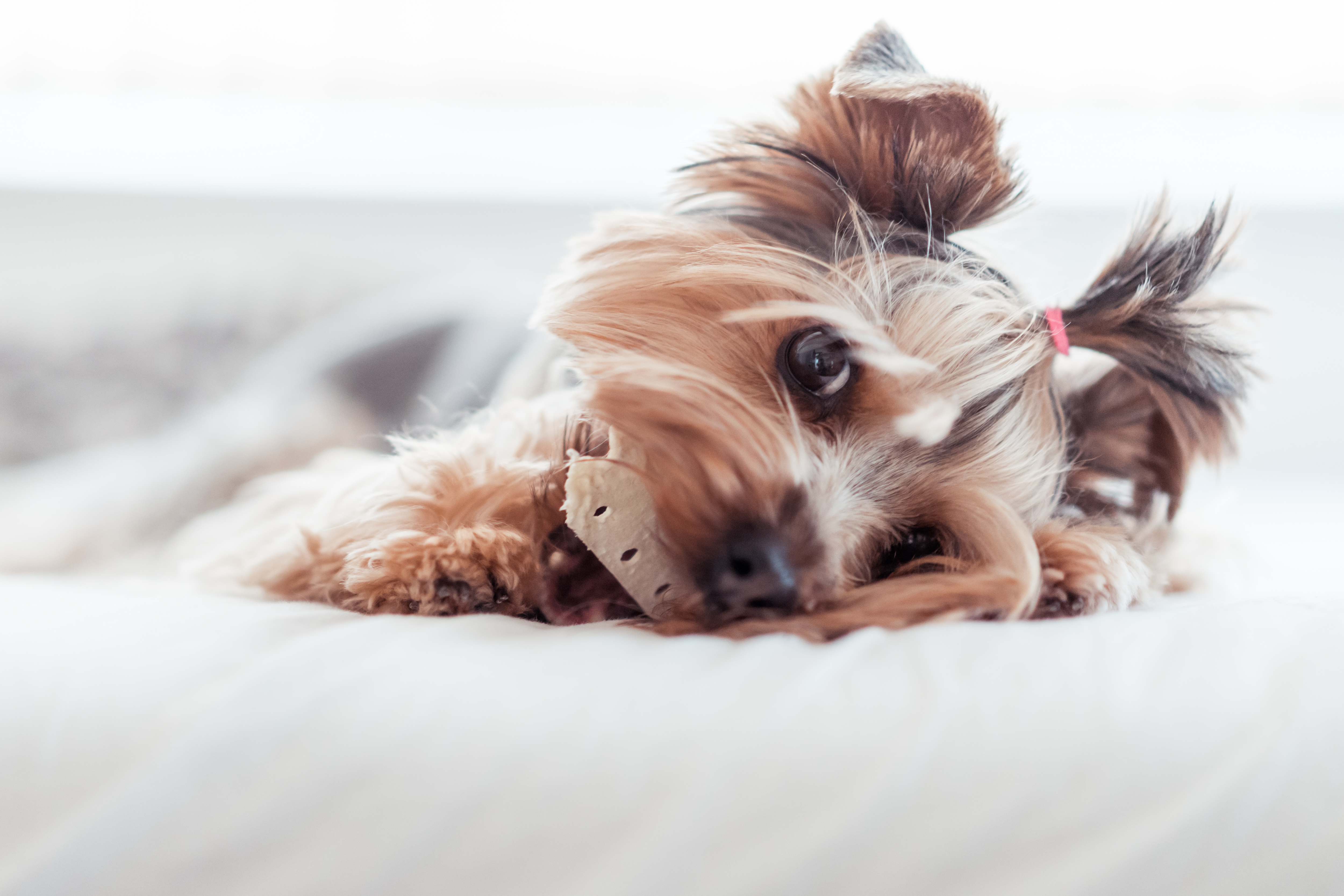 Yorkshire Terrier Eating Treats in Bed #2 Free Photo