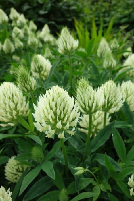 Wit Bloeiende Planten