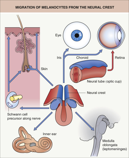 Melanocyte Biology Plastic Surgery Key