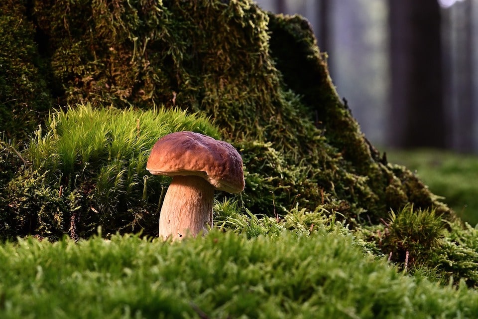 Ou Cueillir Des Champignons En Bretagne Port D Attache