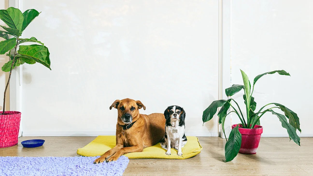 23 Pet Safe Plants That Are Nontoxic