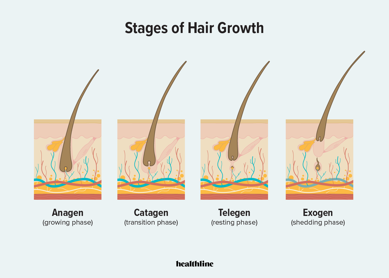 How Long Does It Take For Hair To Grow Back In Various Cases