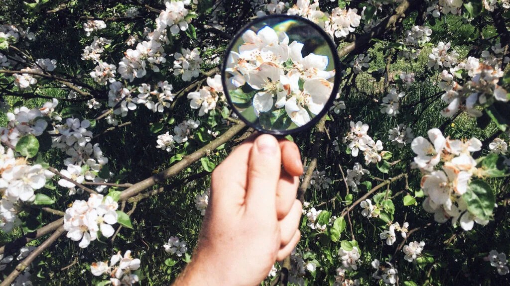 hand holding a magnifier against spring blooms to help us know more about allergies