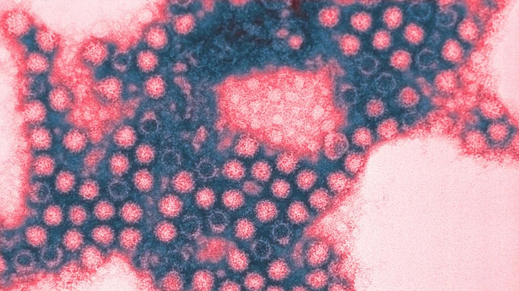 Pathogens Definition Types Diseases Prevention And More