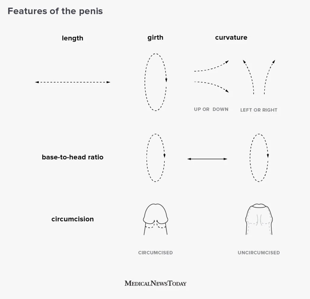 Illustration to show different ways in which penises can be different shapes.