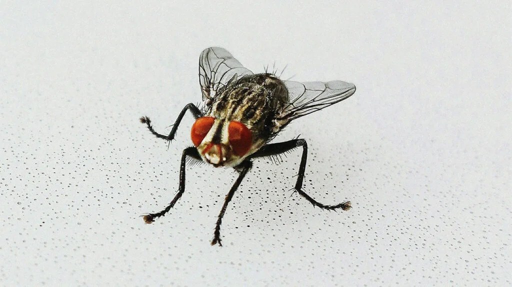 How To Get Rid Of House Flies 4 Ways