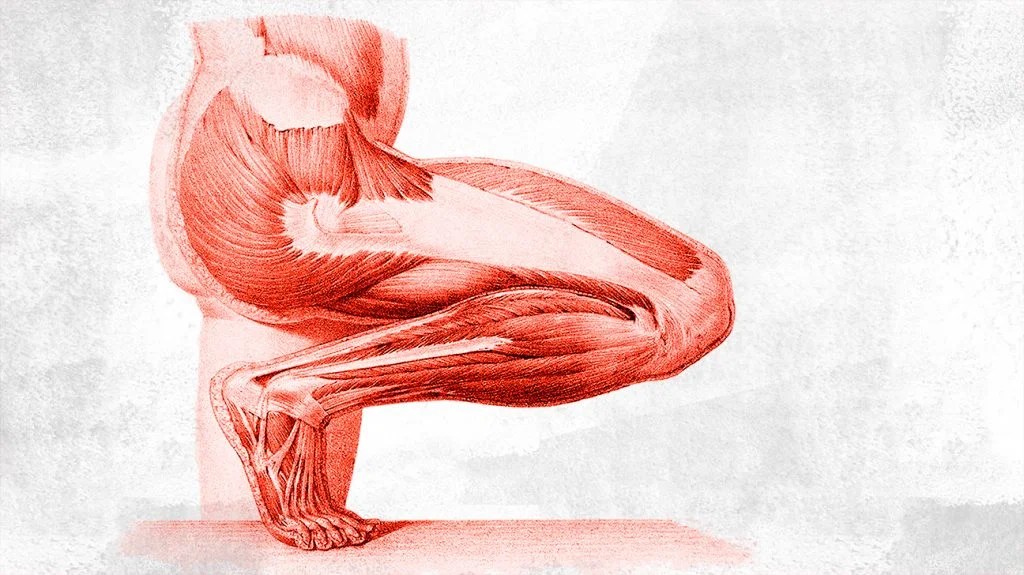 What Is The Anatomy Of The Lower Leg