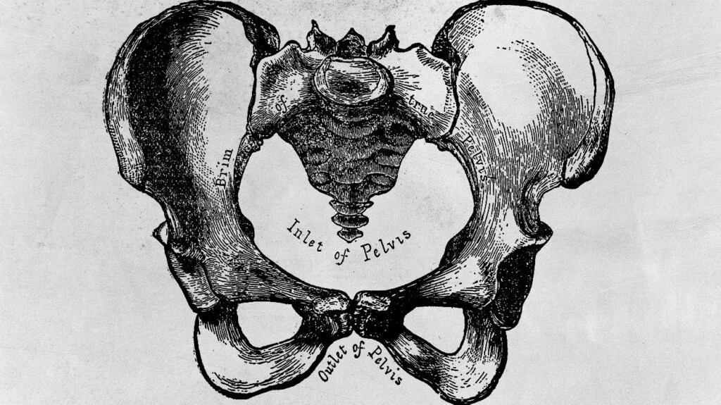 Female Pelvis - Scanned 1892 Engraving to illustrate pelvis pain