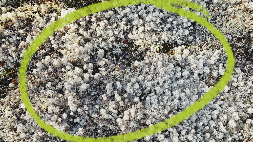 What Are The Benefits Of Sea Moss