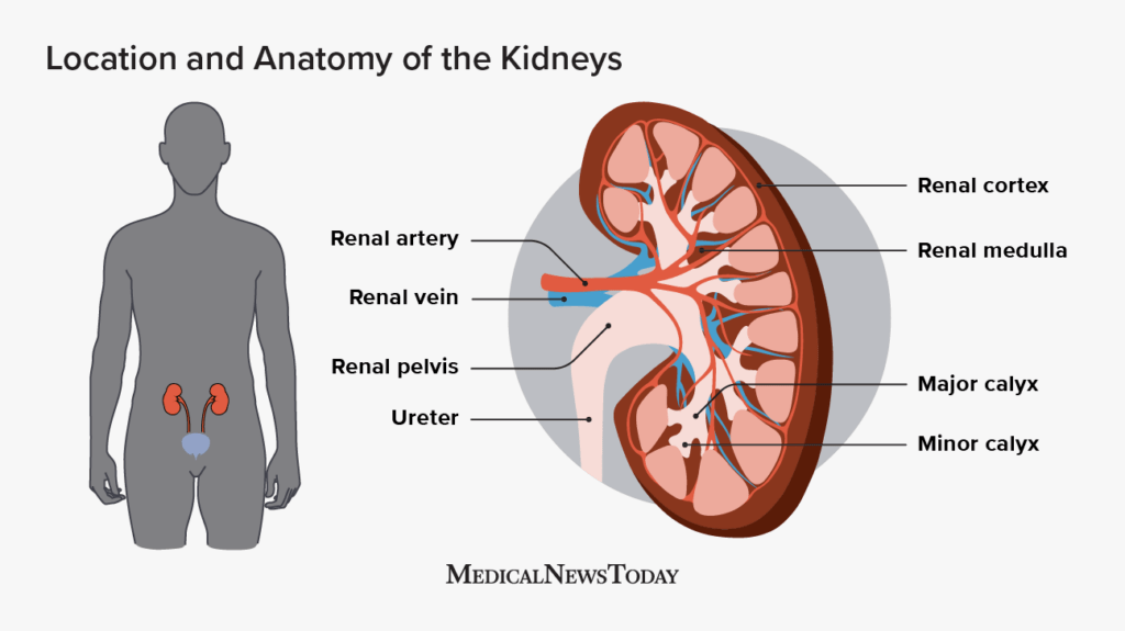 Low Creatinine Levels Causes Symptoms And Treatments