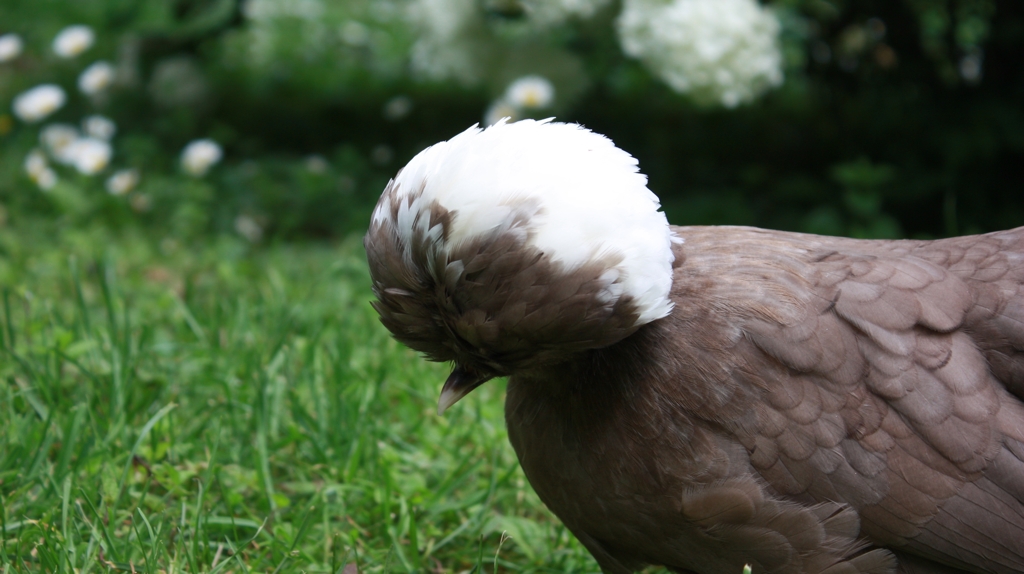 Poule Isere Page 3 Elevage De Poules Pondeuses Et D Ornement
