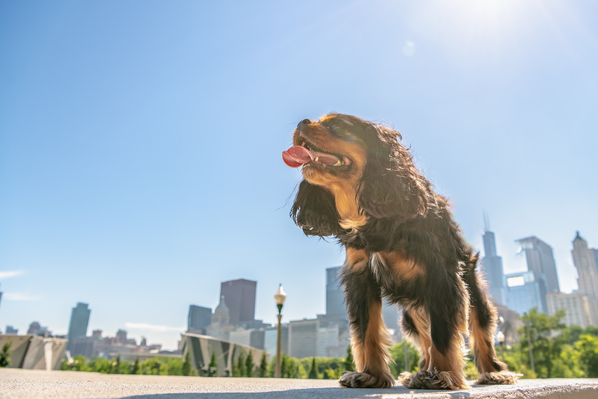 Where To Adopt A Dog In Chicago Ppm Apartments Chicago