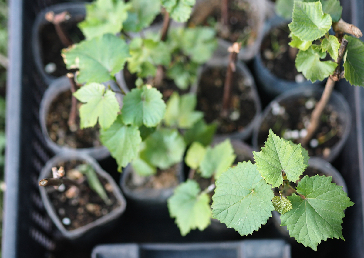 Propagating Grapes 5 Ways